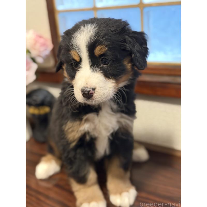 販売中の埼玉県のバーニーズマウンテンドッグ-450842の3枚目