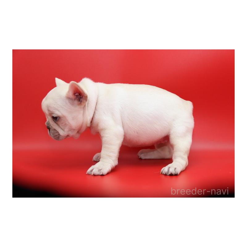 販売中の神奈川県のフレンチブルドッグ-450844の7枚目