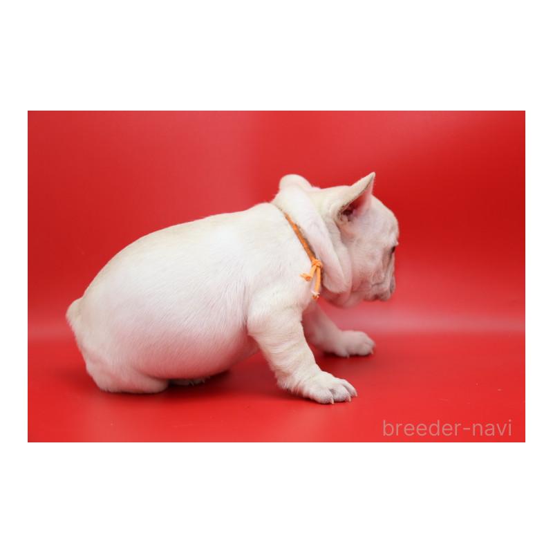 販売中の神奈川県のフレンチブルドッグ-450844の8枚目