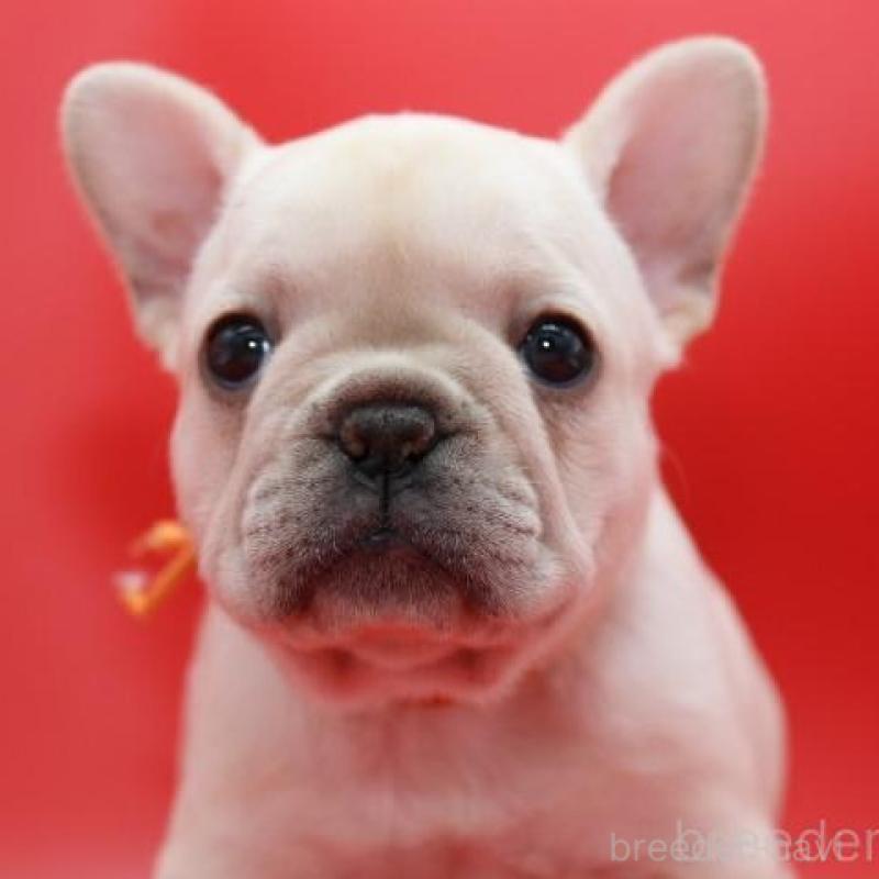 販売中の神奈川県のフレンチブルドッグ-450844の1枚目