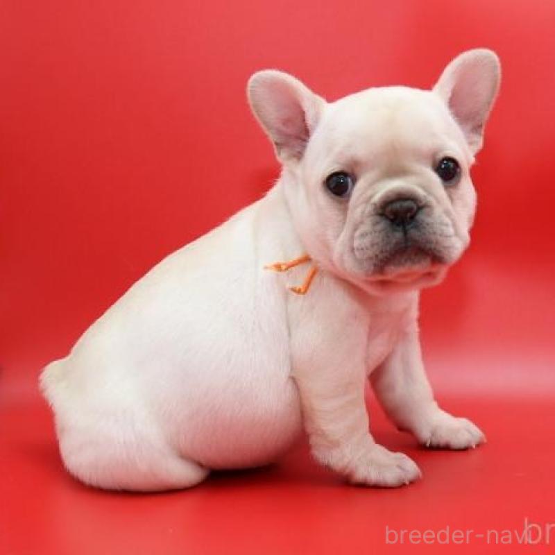 販売中の神奈川県のフレンチブルドッグ-450844の6枚目