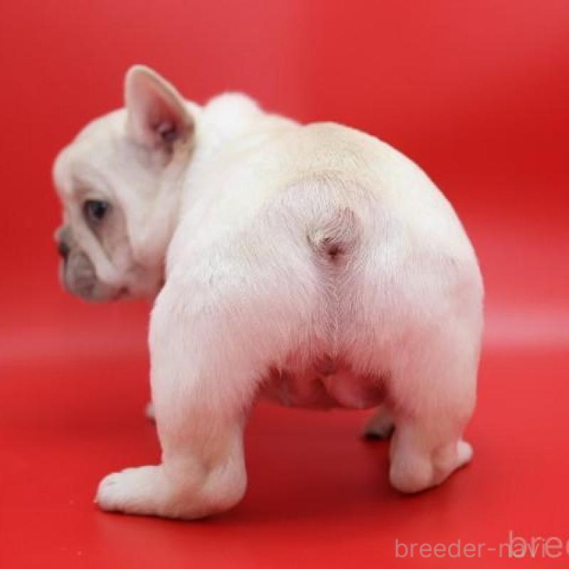 販売中の神奈川県のフレンチブルドッグ-450844の5枚目