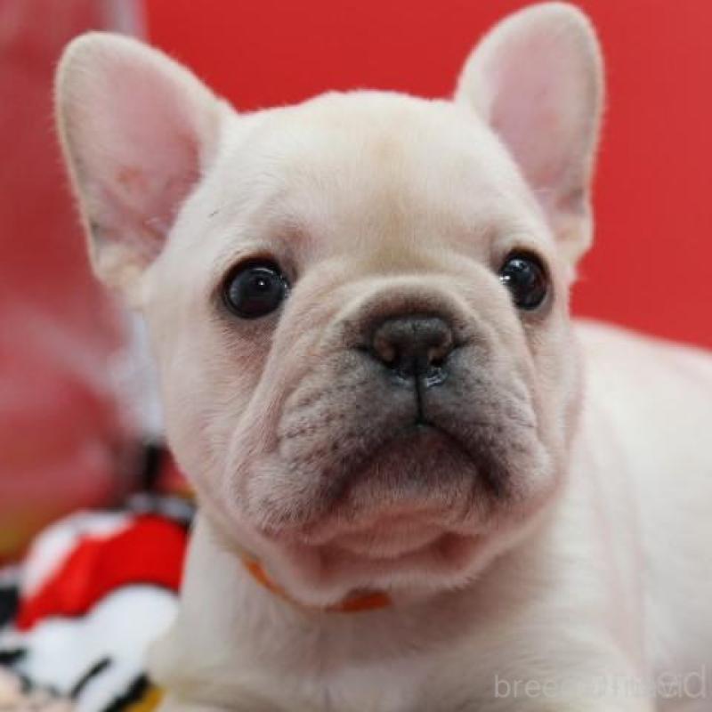 販売中の神奈川県のフレンチブルドッグ-450844の3枚目