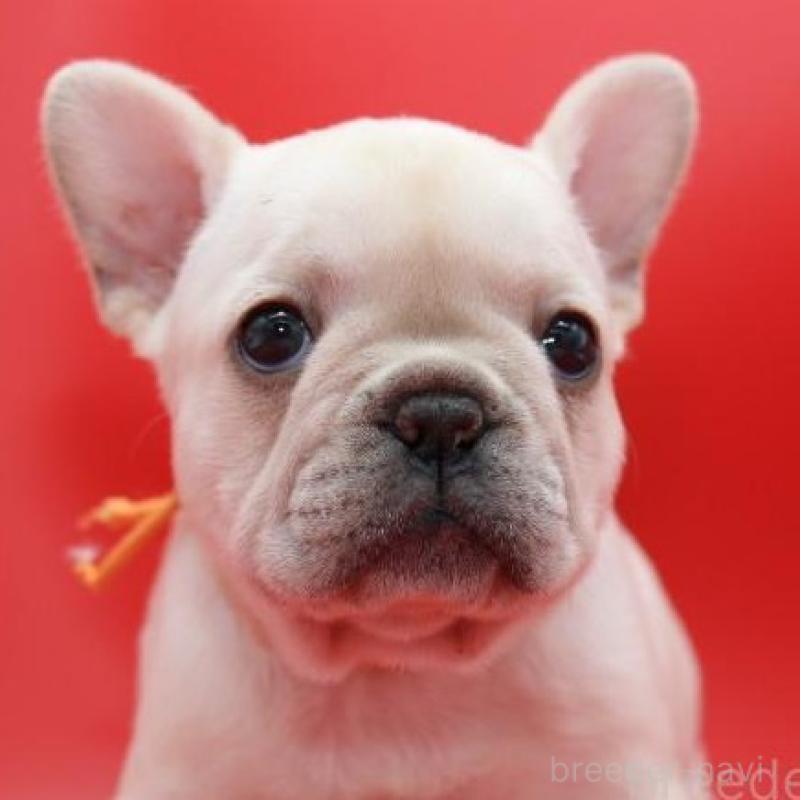 販売中の神奈川県のフレンチブルドッグ-450844の2枚目