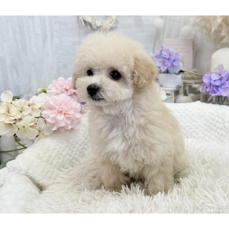 販売中の京都府のトイプードル-450847の7枚目