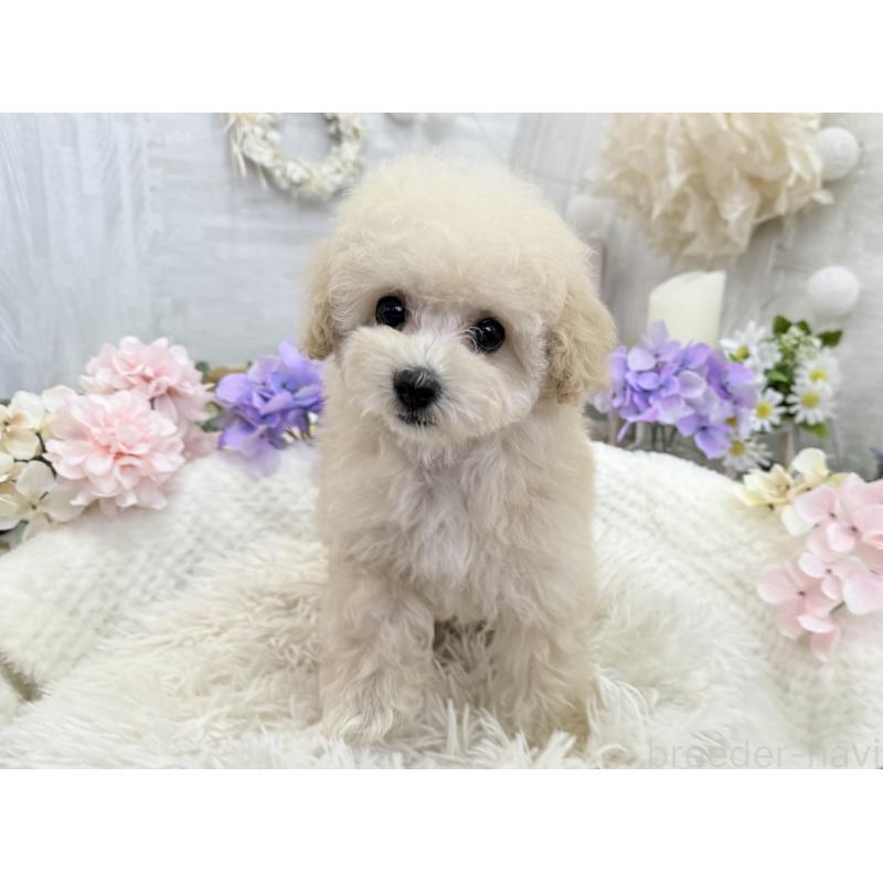 販売中の京都府のトイプードル-450847の6枚目