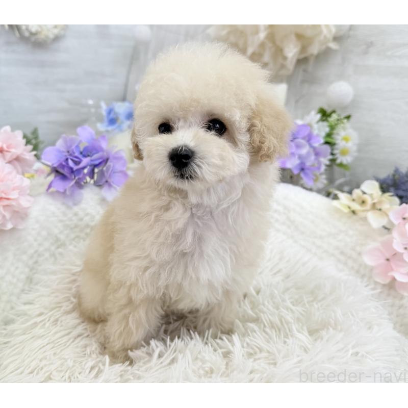 販売中の京都府のトイプードル-450847の5枚目