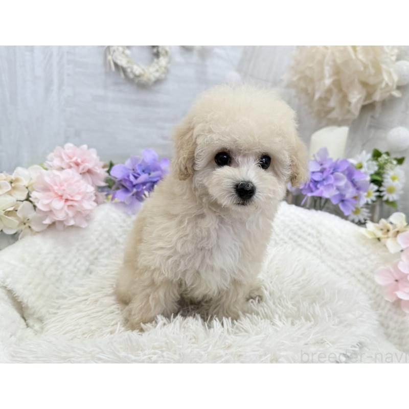 販売中の京都府のトイプードル-450847の4枚目