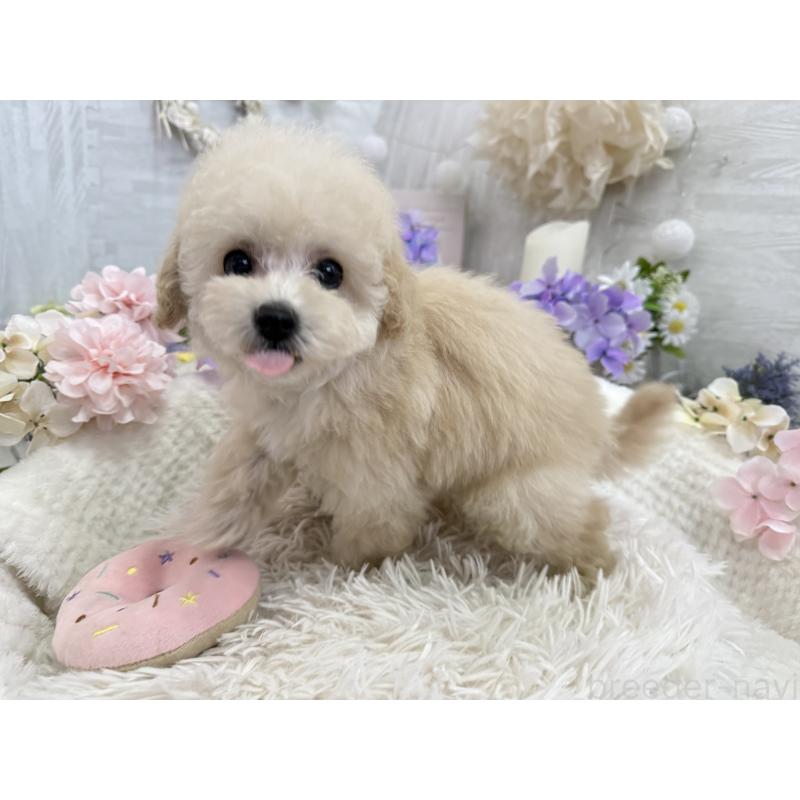 販売中の京都府のトイプードル-450847の3枚目