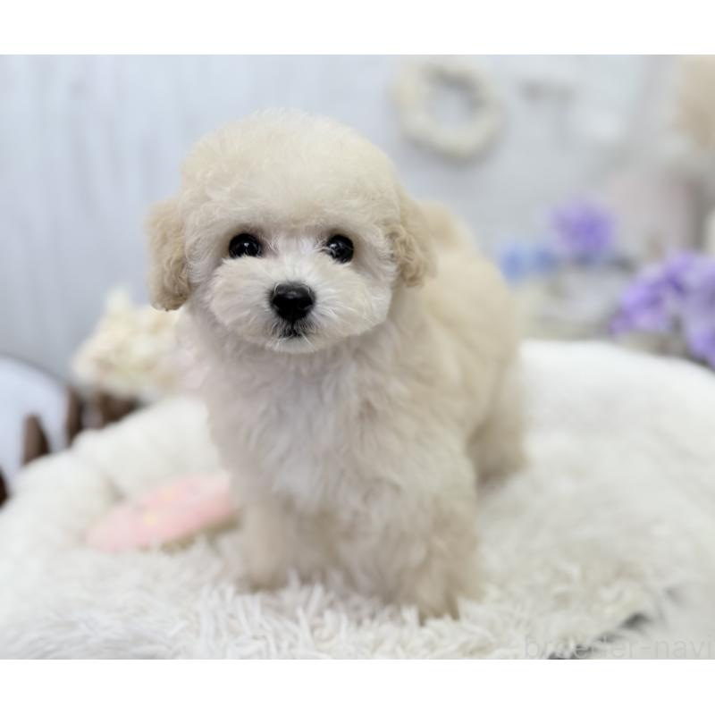 販売中の京都府のトイプードル-450847の2枚目