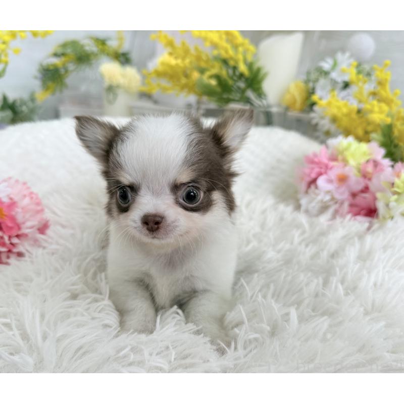 販売中の京都府のチワワ(ロングコート)-444566