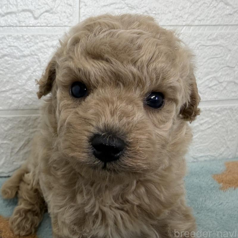 販売中の埼玉県のトイプードル-450682の1枚目