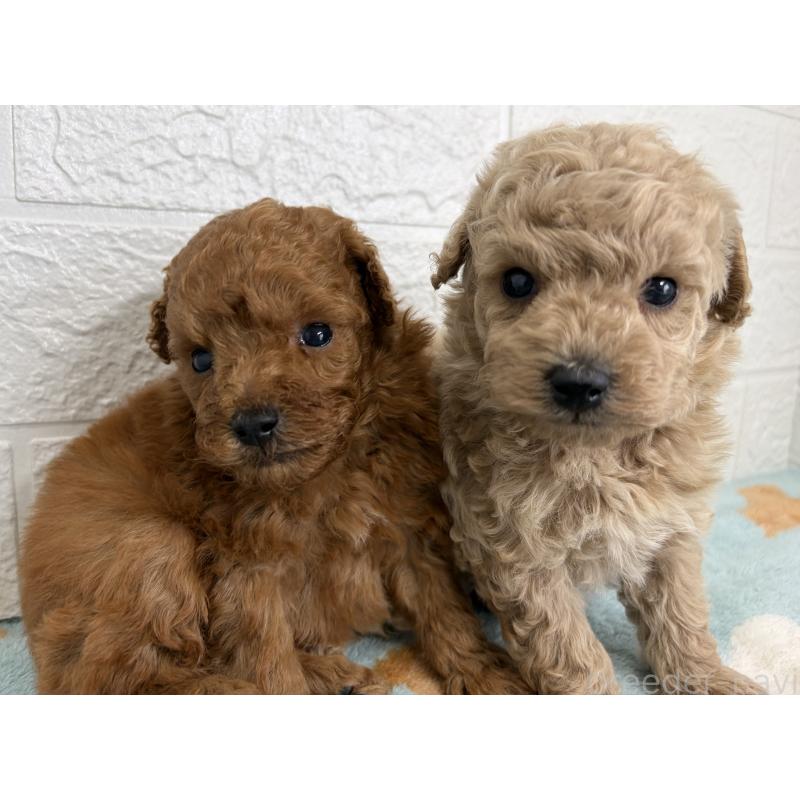 販売中の埼玉県のトイプードル-450682の11枚目