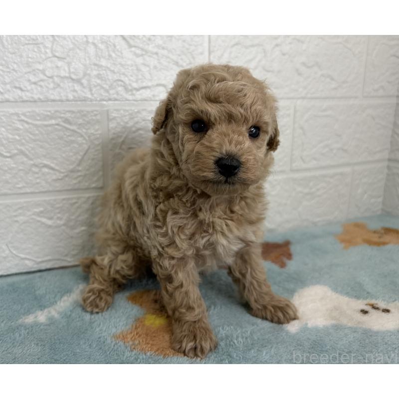 販売中の埼玉県のトイプードル-450682の10枚目