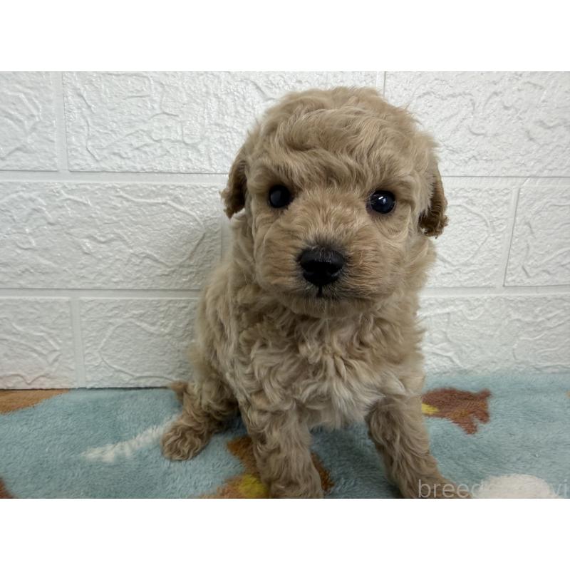 販売中の埼玉県のトイプードル-450682の9枚目