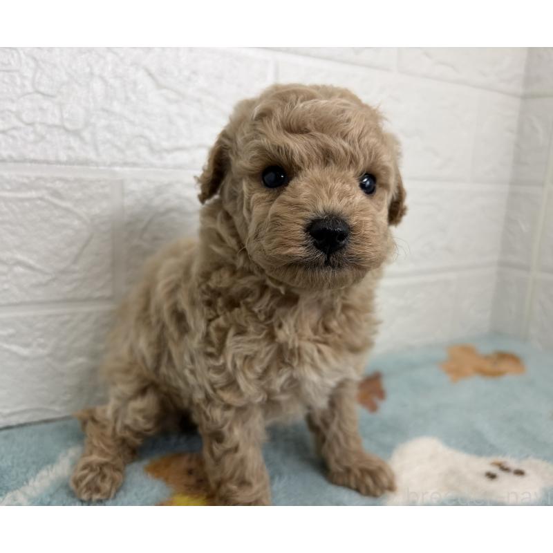 販売中の埼玉県のトイプードル-450682の7枚目