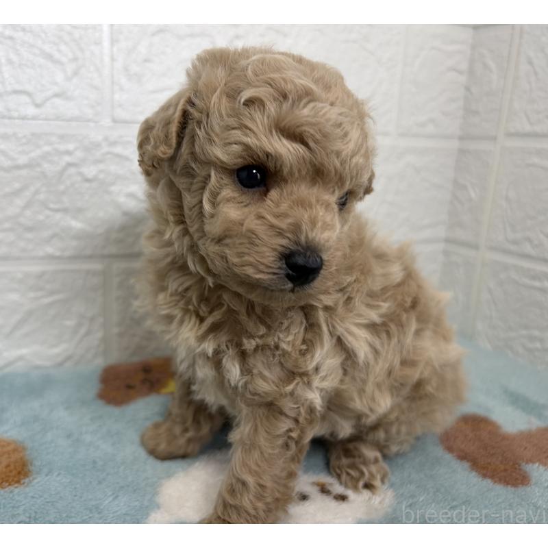 販売中の埼玉県のトイプードル-450682の6枚目