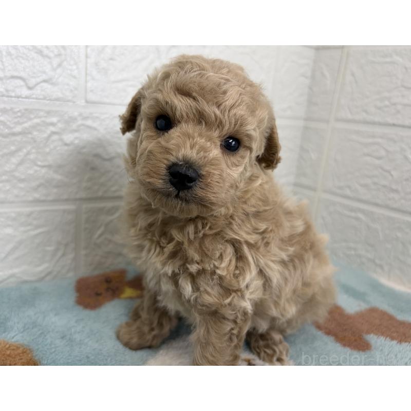 販売中の埼玉県のトイプードル-450682の5枚目