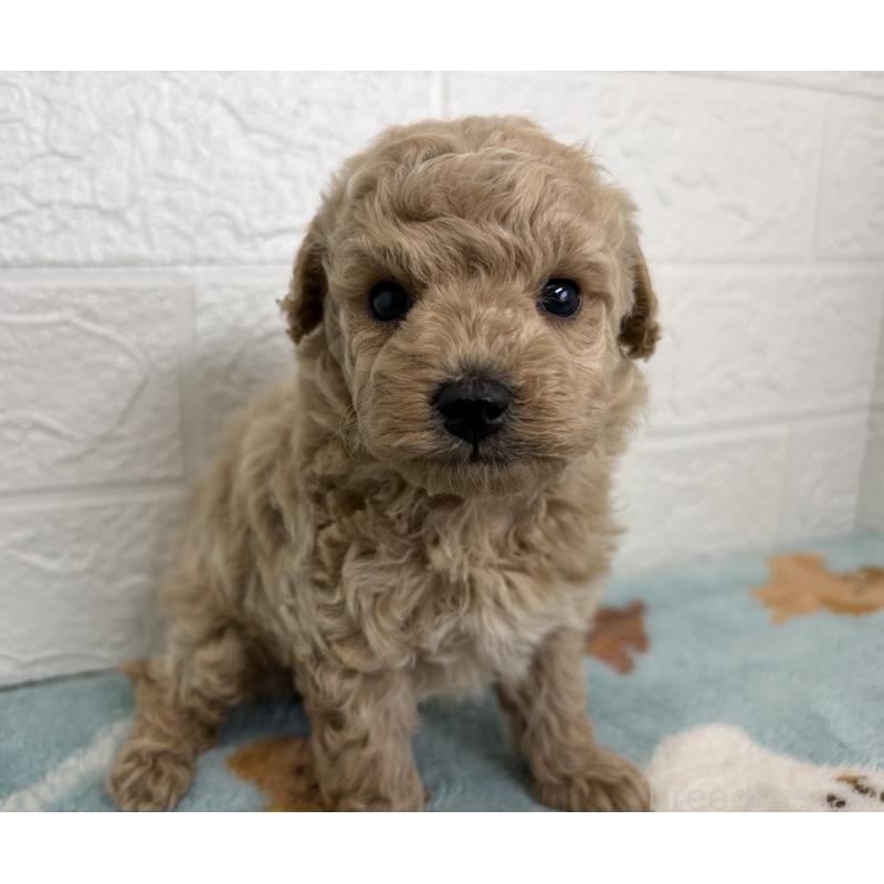 販売中の埼玉県のトイプードル-450682の4枚目