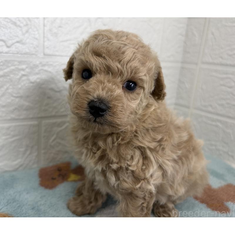 販売中の埼玉県のトイプードル-450682の3枚目