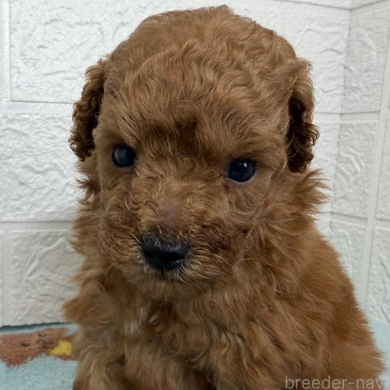 販売中の埼玉県のトイプードル-450683