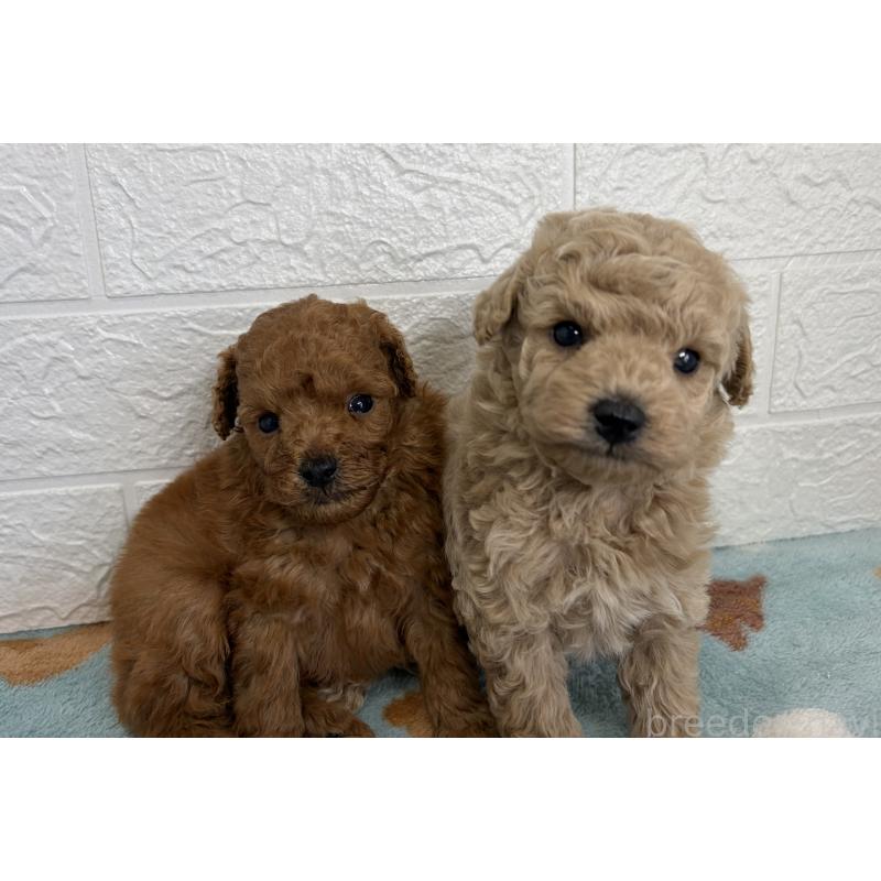 販売中の埼玉県のトイプードル-450683の13枚目