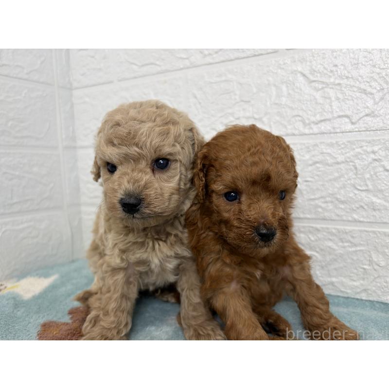 販売中の埼玉県のトイプードル-450683の12枚目