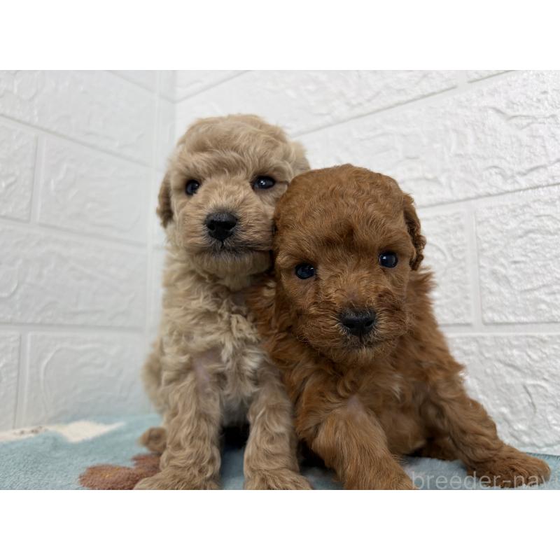 販売中の埼玉県のトイプードル-450683の11枚目