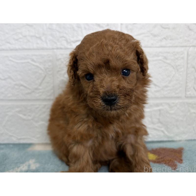 販売中の埼玉県のトイプードル-450683の10枚目