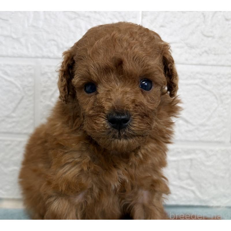 販売中の埼玉県のトイプードル-450683の9枚目