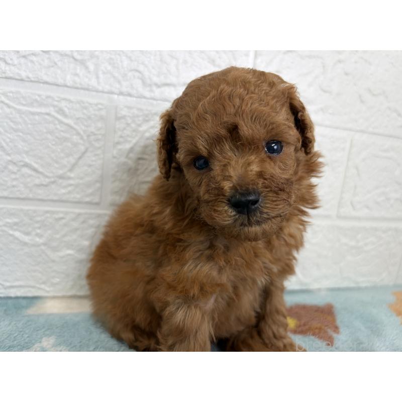 販売中の埼玉県のトイプードル-450683の8枚目