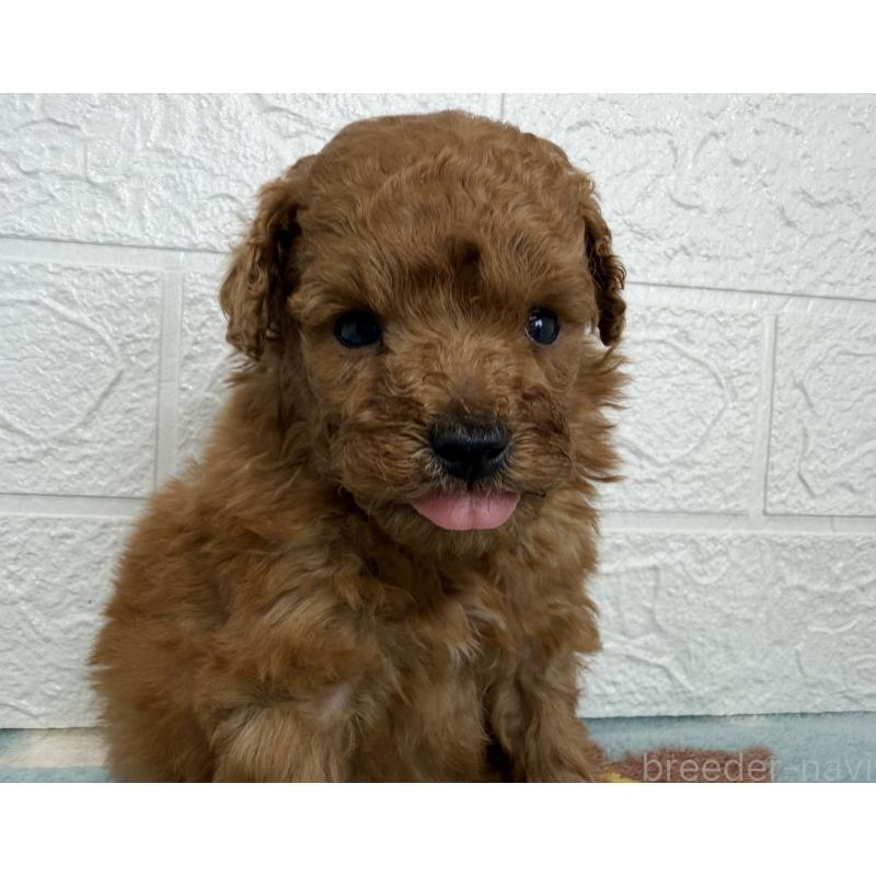 販売中の埼玉県のトイプードル-450683の7枚目