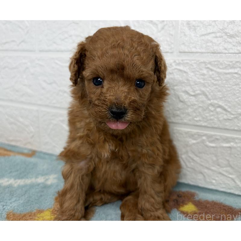 販売中の埼玉県のトイプードル-450683の6枚目