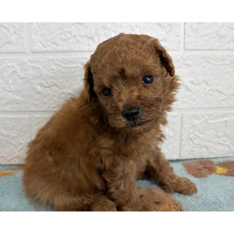 販売中の埼玉県のトイプードル-450683の5枚目