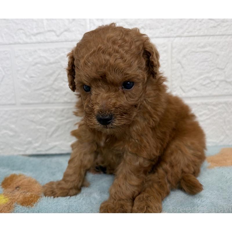 販売中の埼玉県のトイプードル-450683の4枚目