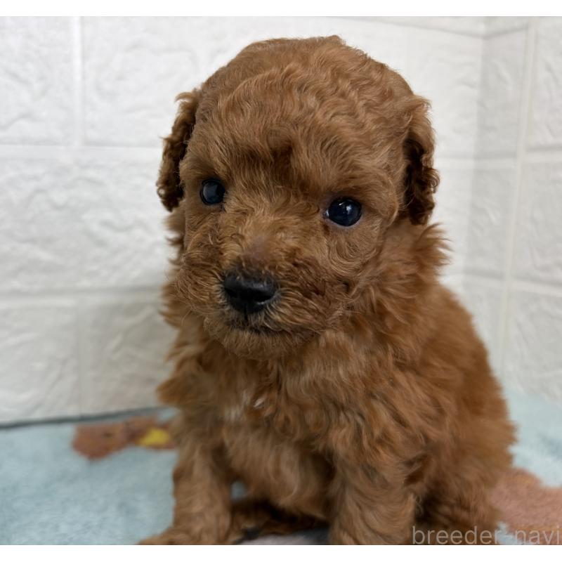 販売中の埼玉県のトイプードル-450683の3枚目