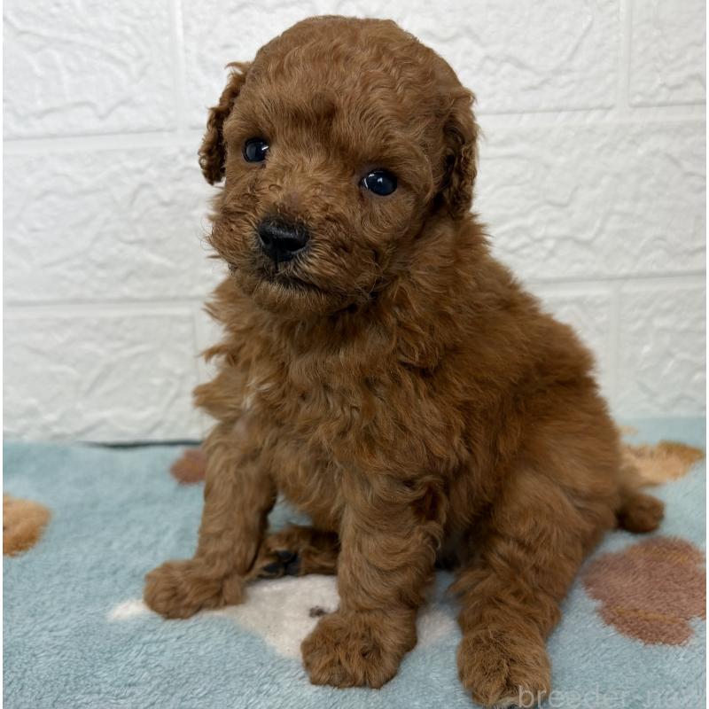 販売中の埼玉県のトイプードル-450683の2枚目