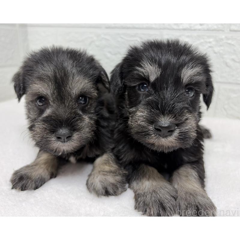 販売中の埼玉県のミニチュアシュナウザー-450684の13枚目