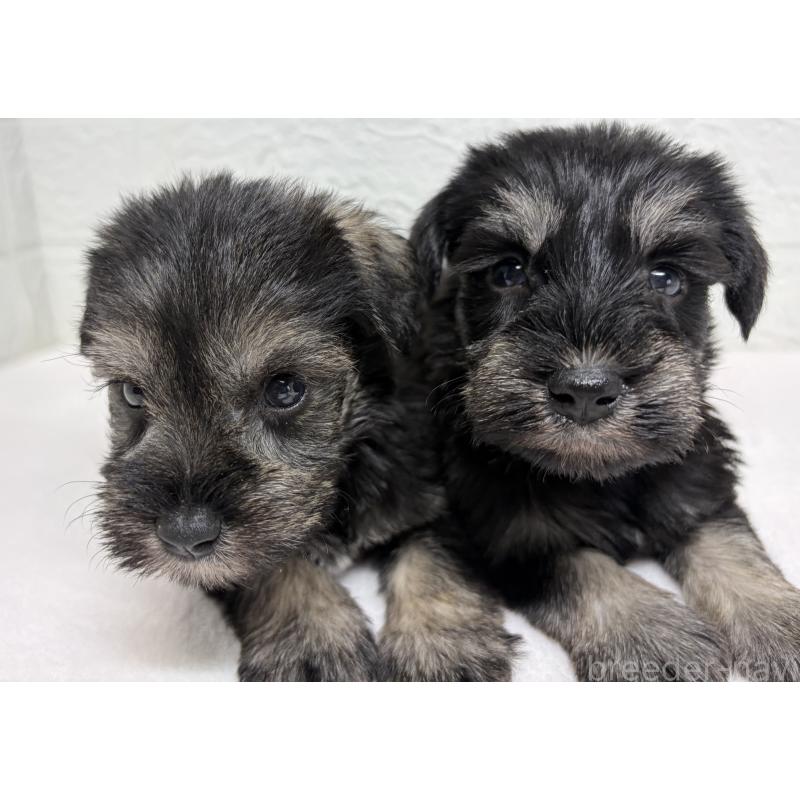 販売中の埼玉県のミニチュアシュナウザー-450684の11枚目