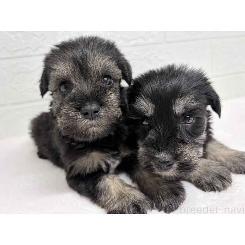 販売中の埼玉県のミニチュアシュナウザー-450684の10枚目