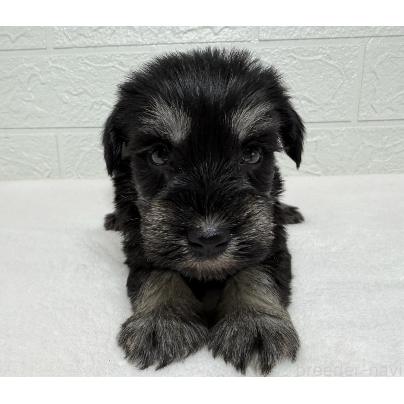 販売中の埼玉県のミニチュアシュナウザー-450684の9枚目