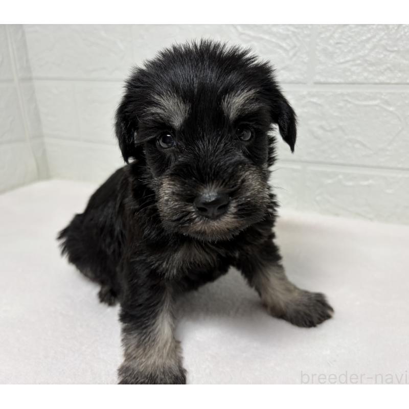 販売中の埼玉県のミニチュアシュナウザー-450684の8枚目