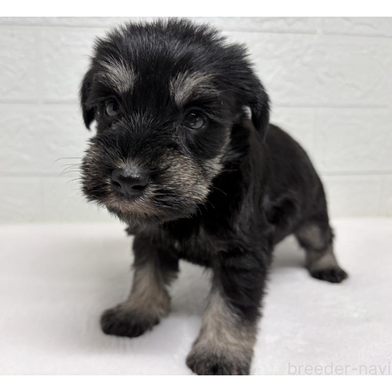 販売中の埼玉県のミニチュアシュナウザー-450684の6枚目