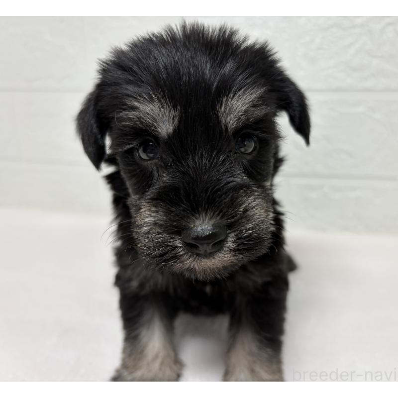 販売中の埼玉県のミニチュアシュナウザー-450684の5枚目