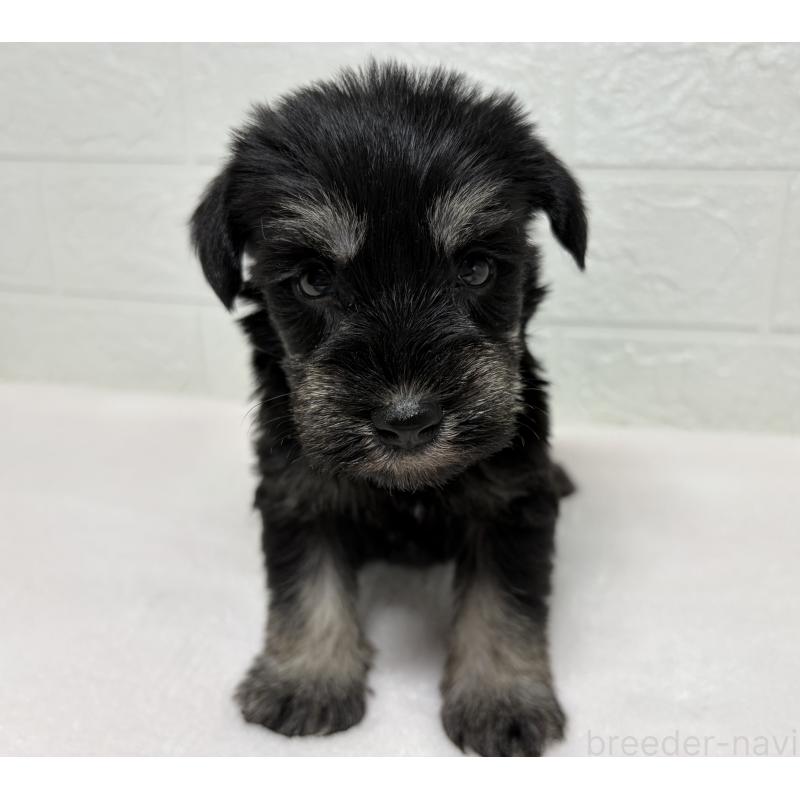 販売中の埼玉県のミニチュアシュナウザー-450684の4枚目