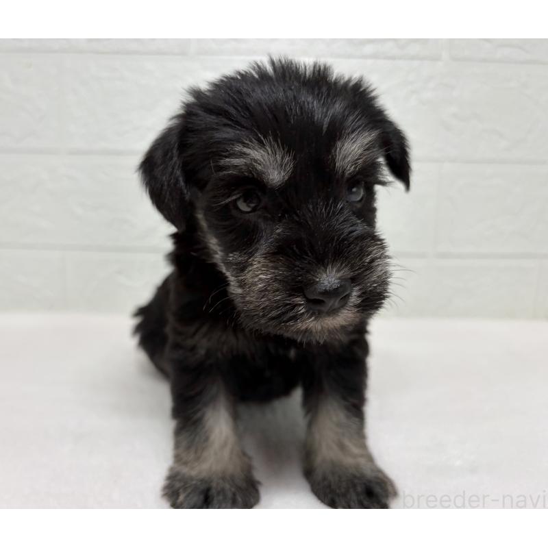 販売中の埼玉県のミニチュアシュナウザー-450684の3枚目