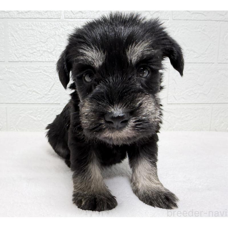 販売中の埼玉県のミニチュアシュナウザー-450684の2枚目