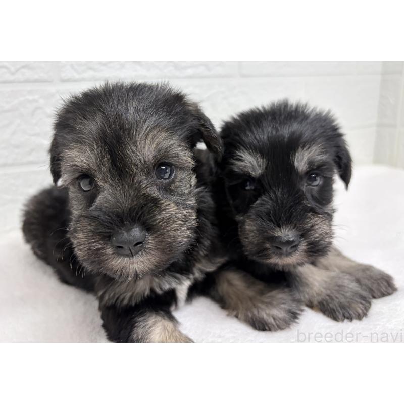 販売中の埼玉県のミニチュアシュナウザー-450685の10枚目