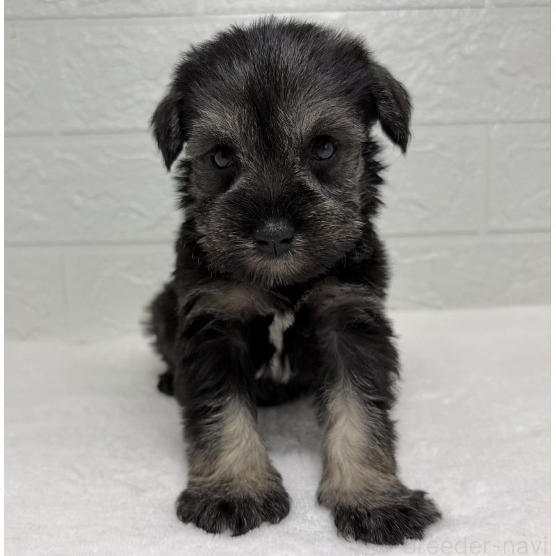 販売中の埼玉県のミニチュアシュナウザー-450685の8枚目