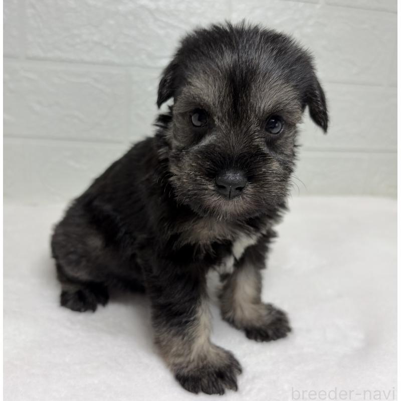 販売中の埼玉県のミニチュアシュナウザー-450685の5枚目